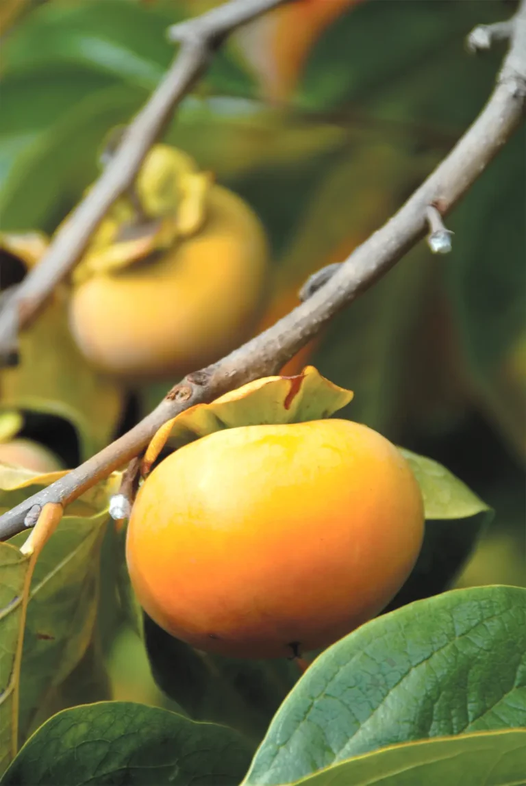 Persimmons on tree branches.