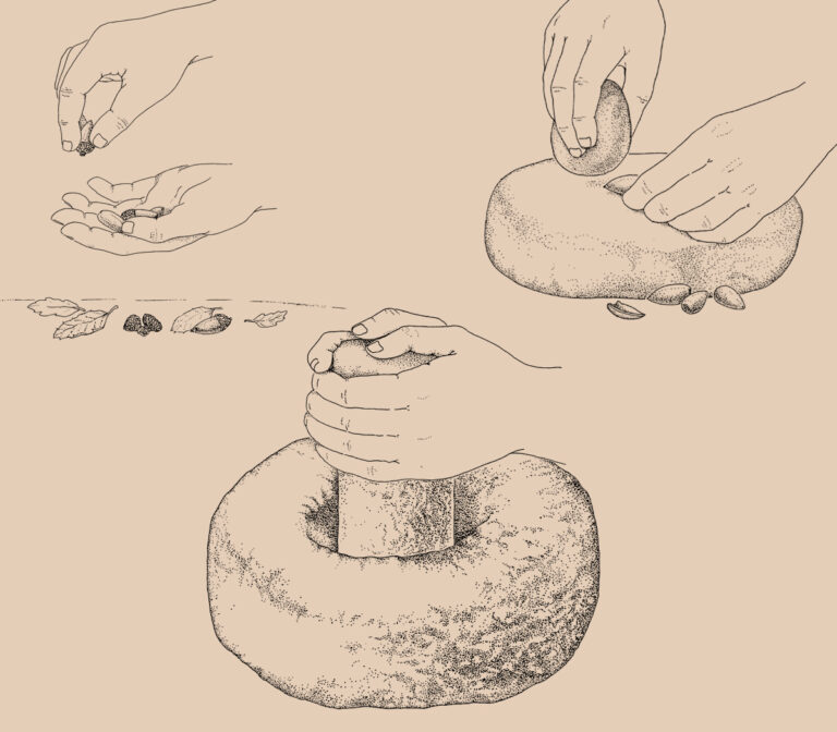 Acorn Illustrations