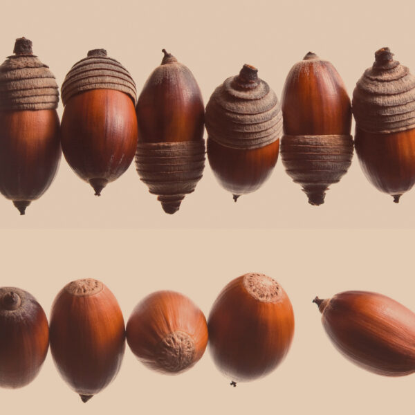 Acorns