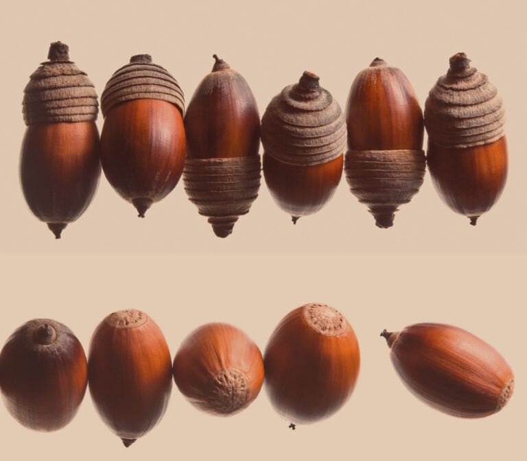 Acorns