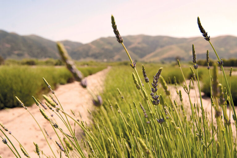 Lavender Fields