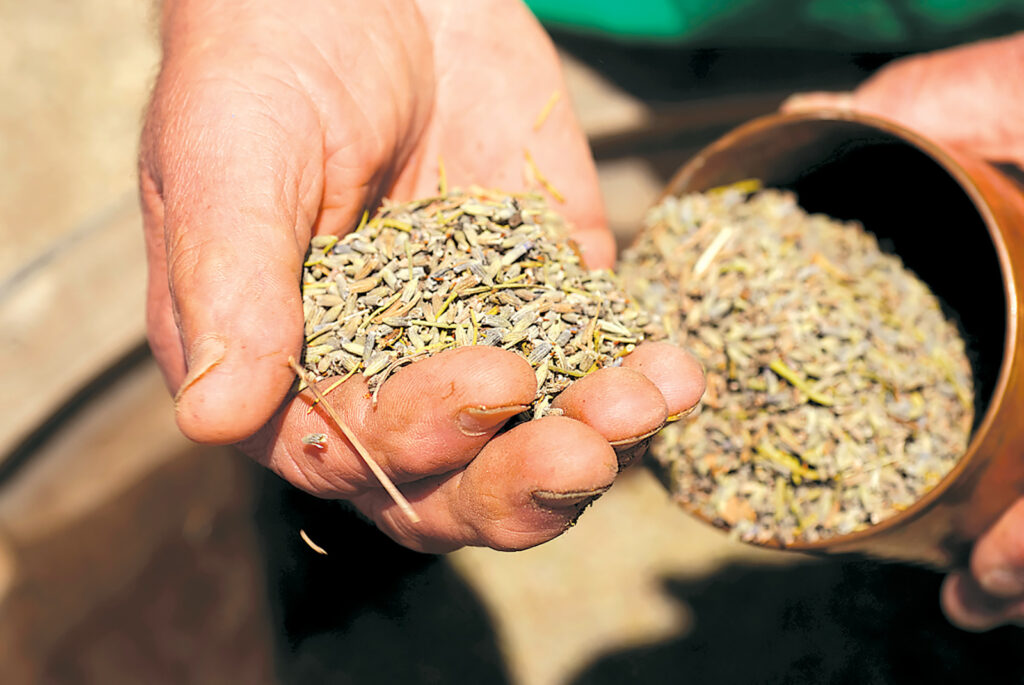 Organic Lavandula angustifolia 'Sarah' Sarah Lavender Plants from Mountain  Valley Growers