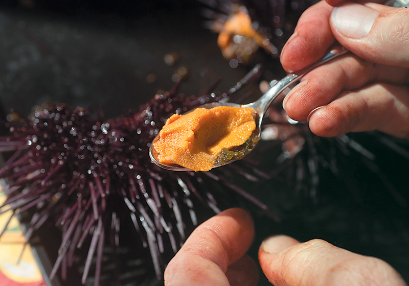 What is Uni: A Complete Guide to Sea Urchin • Harbor Fish Market