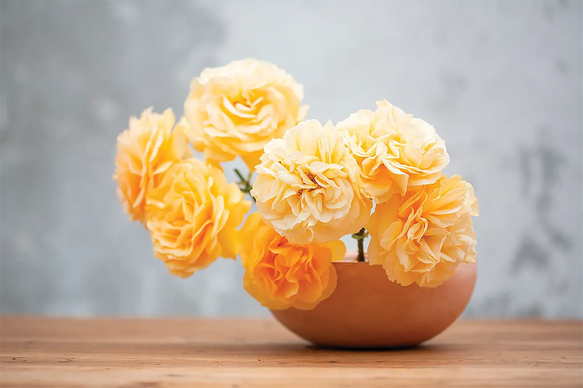 Bowl of Julia Child Roses set on a wooden table top.