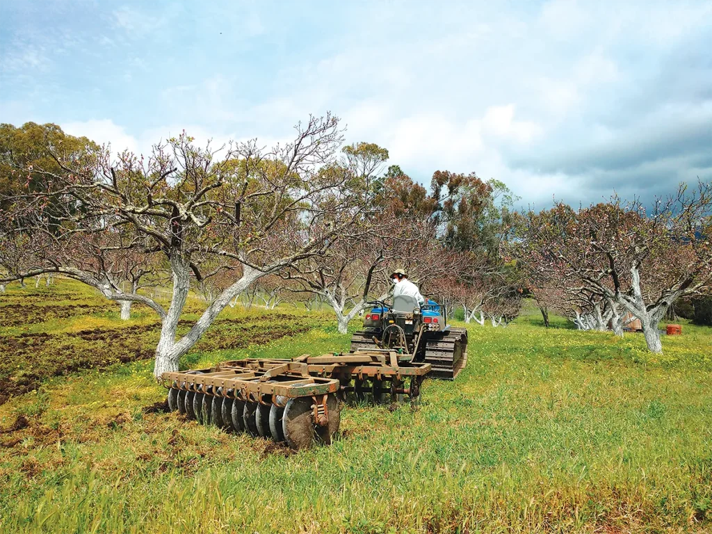 Dry farming apricot trees.