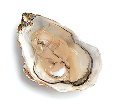 Oysters