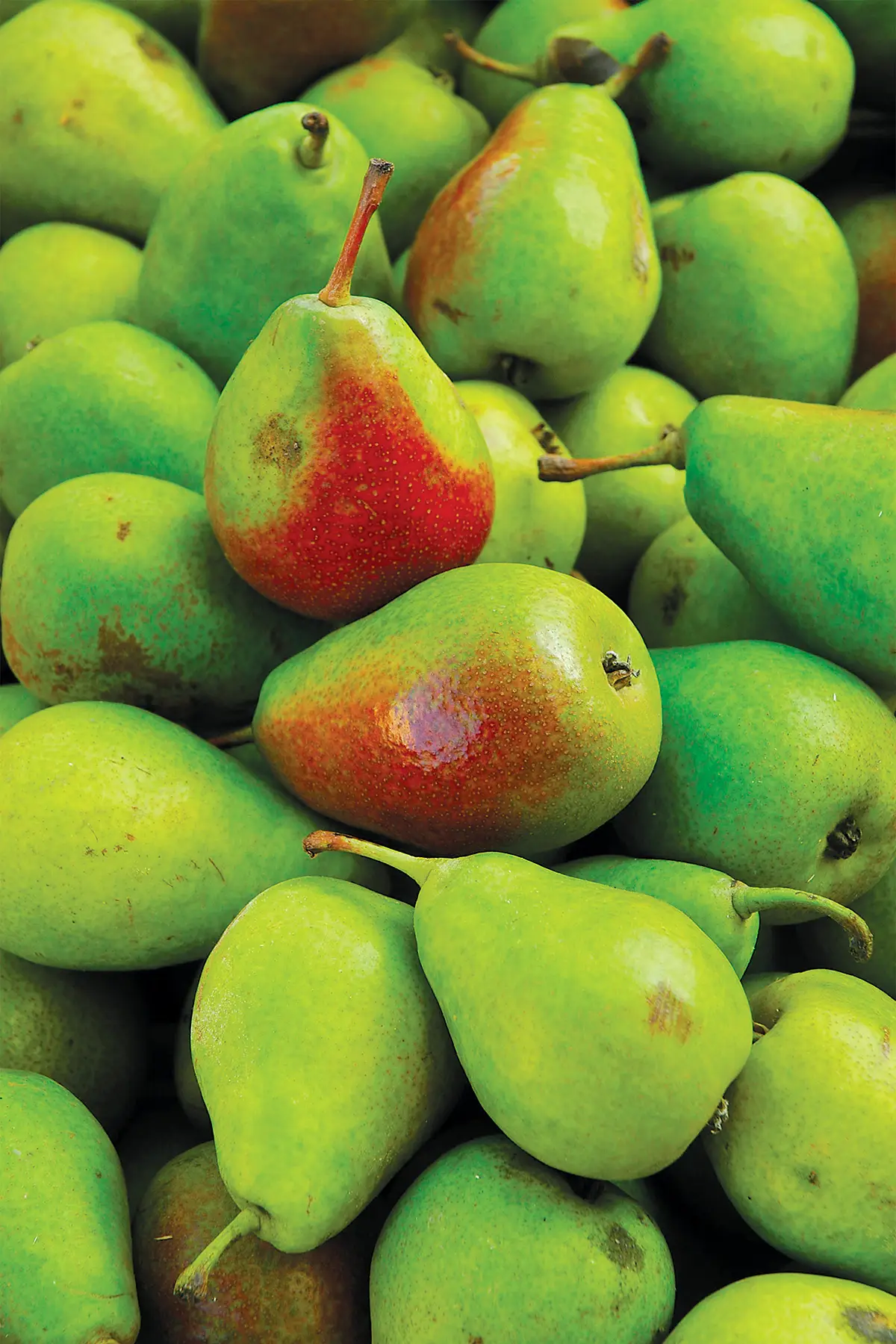 Fruit Fall Edible Santa Barbara And Wine Country the-great-political-films-jeanne-dielman