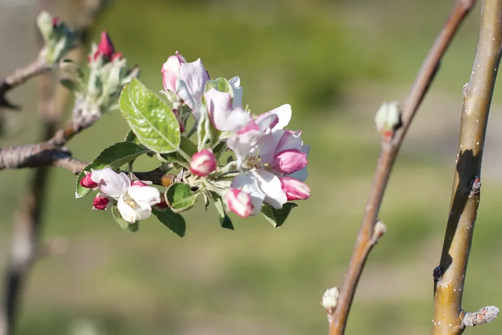 Apple trees in the Rock 12 orchard flush with blossoms.