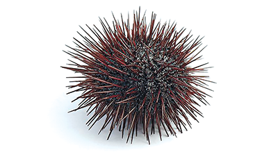 Urchin