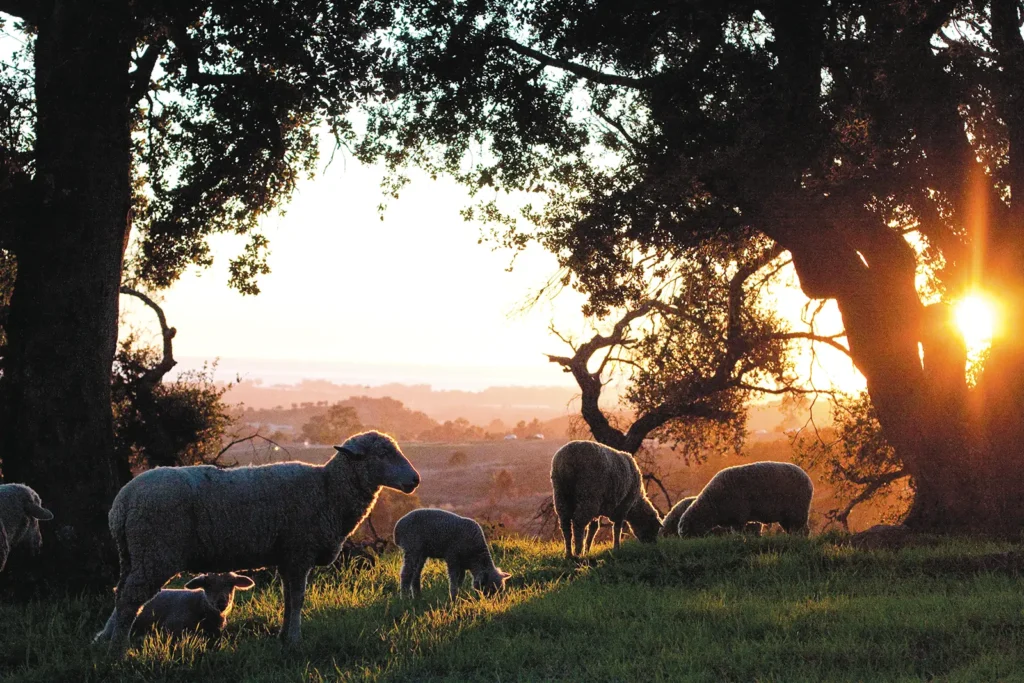 Cuyama Lamb sheep take up residence in the San Marcos Foothills, grazing on invasive weeds to help bring back native grasses and reduce fire risks.