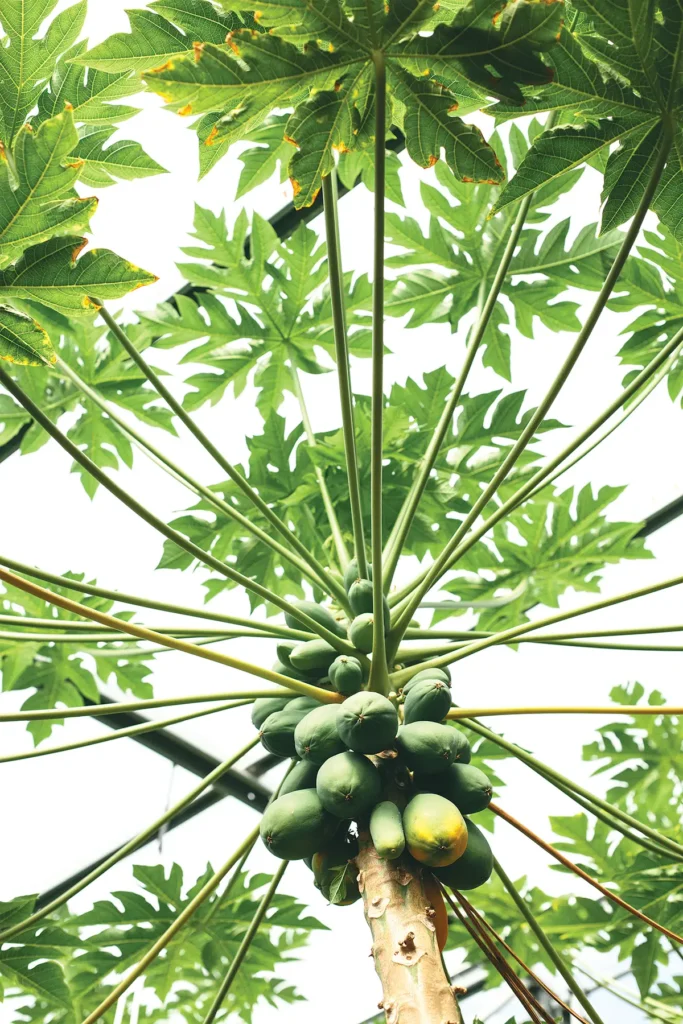 Mango growing in their greenhouse in Carpinteria.