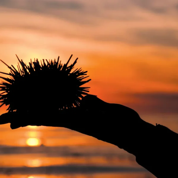 Outstretched hand holding a Santa Barbara sea urchin against an orange sky at sunset.