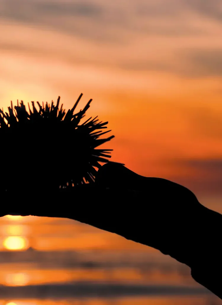 Outstretched hand holding a Santa Barbara sea urchin against an orange sky at sunset.