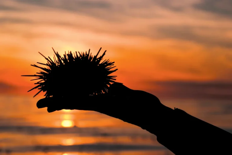 Outstretched hand holding a Santa Barbara sea urchin against an orange sky at sunset.