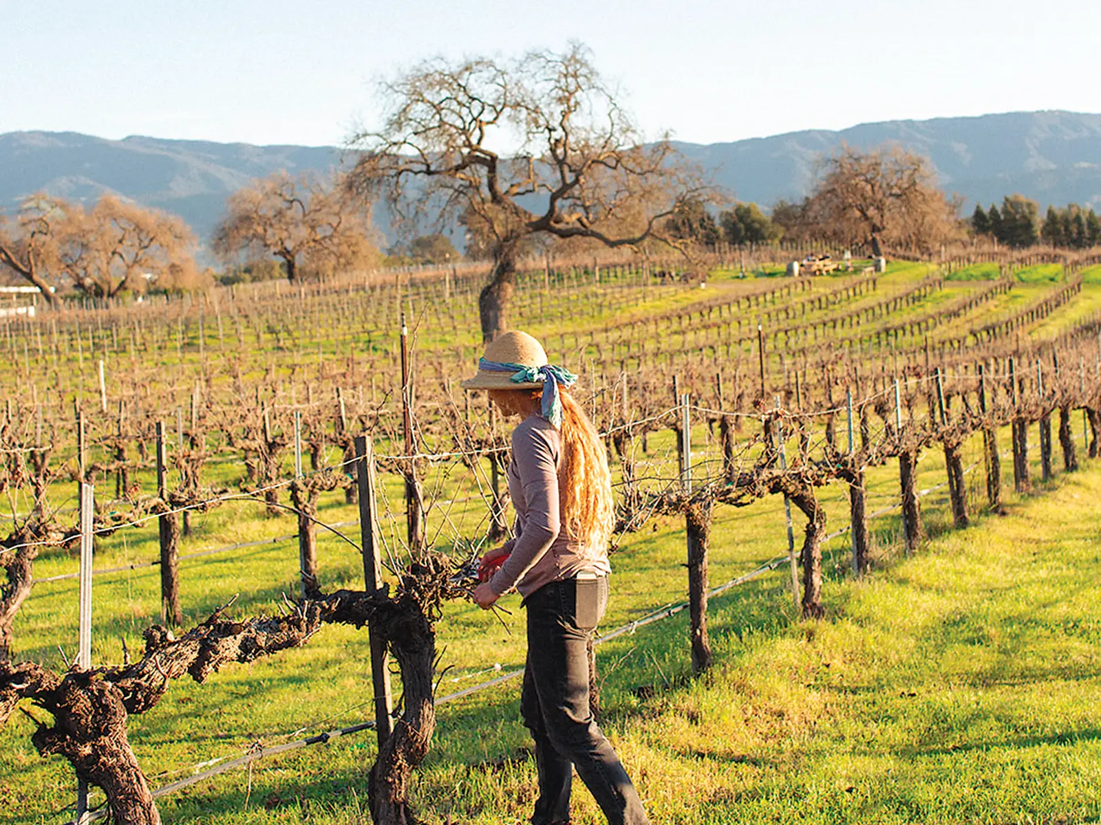 Alice tending to the vines at the vineyard.