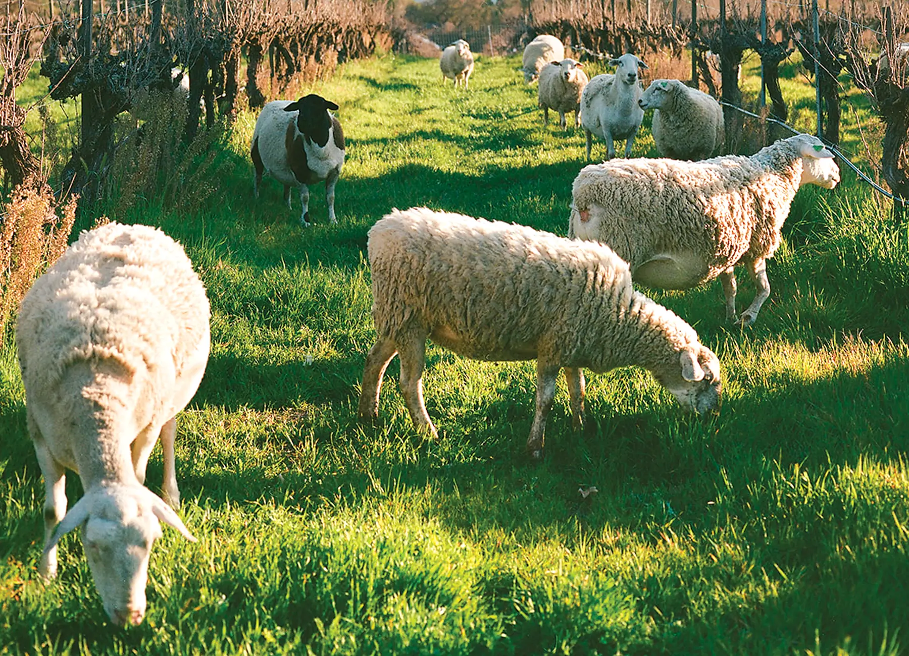 Sheep and cows grazing at the vineyard.