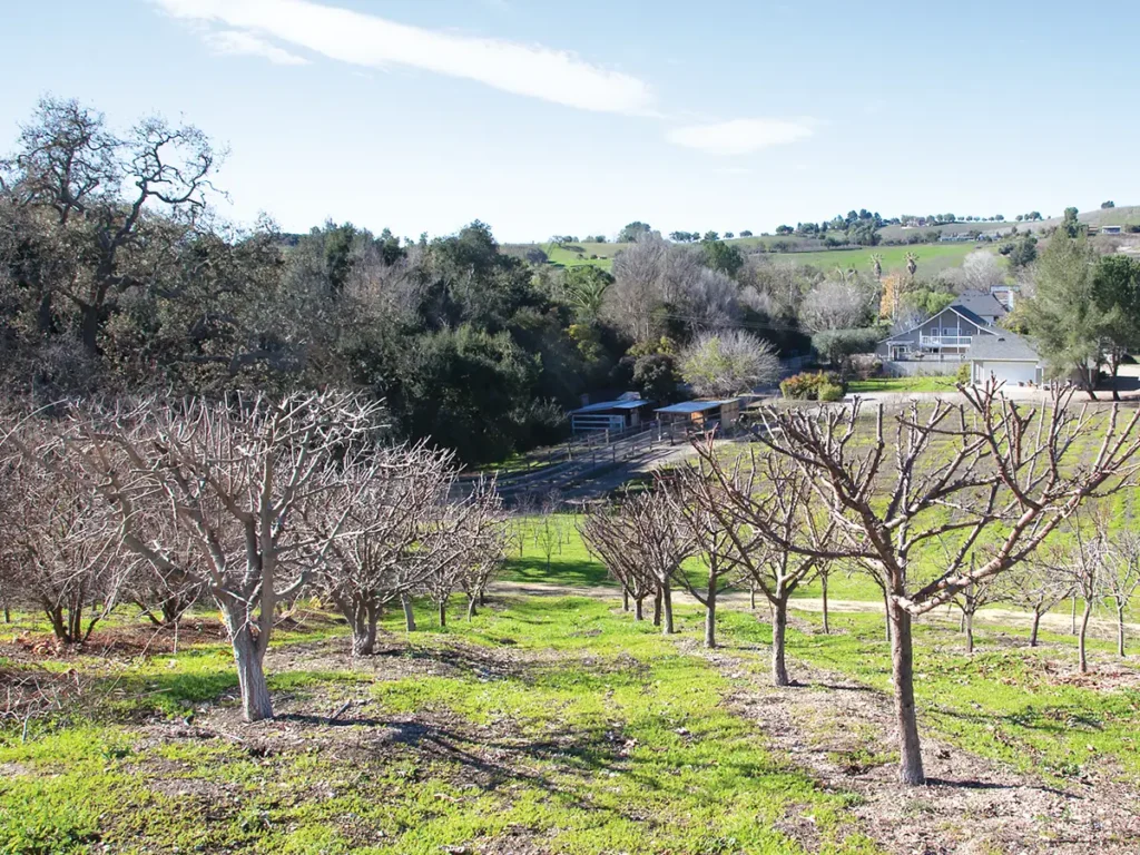 Trees planted in an orchard.