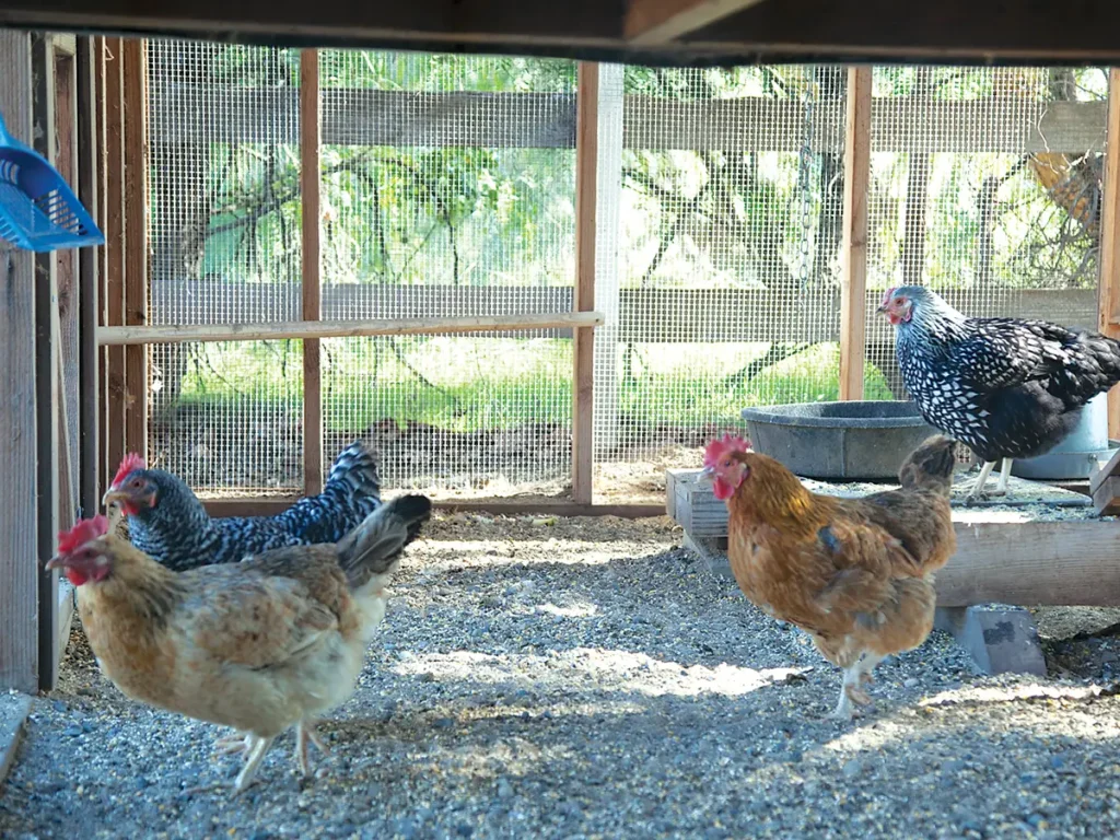 Chickens in a chicken coop.