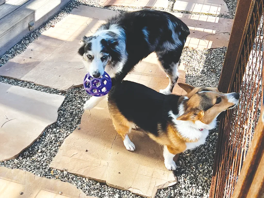 Honeybear along with their Corgi, Lefty.