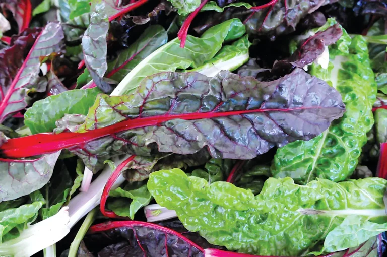 A bunch of multi-colored chard.