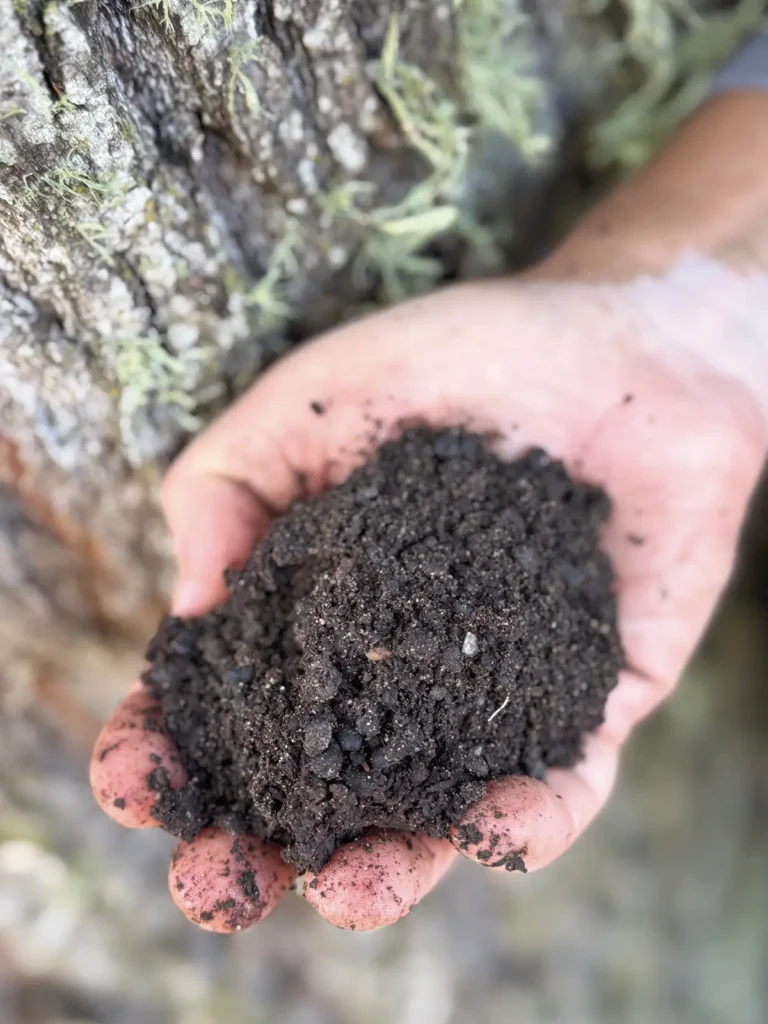 Outstretched hand holding rich soil.