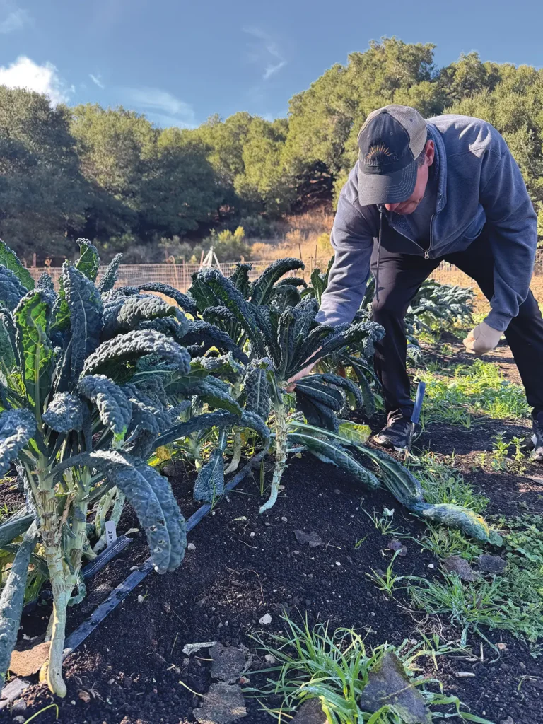 Sean tending to the kale in his garden.