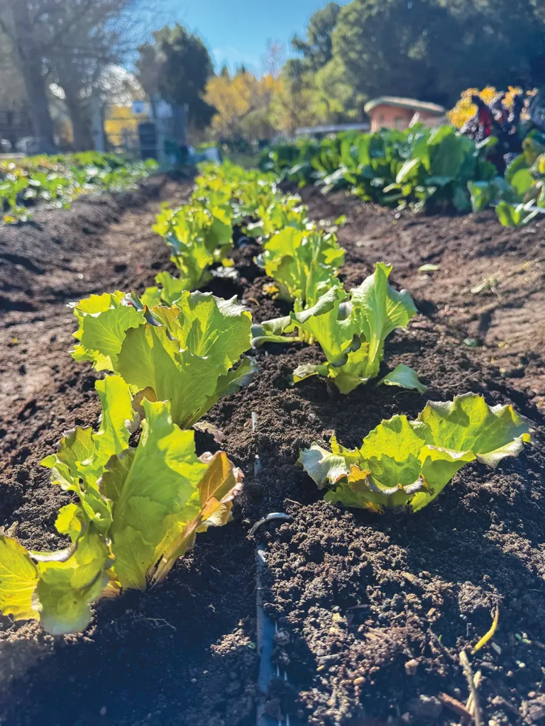 Rows of young lettuce grow in fertile soil.