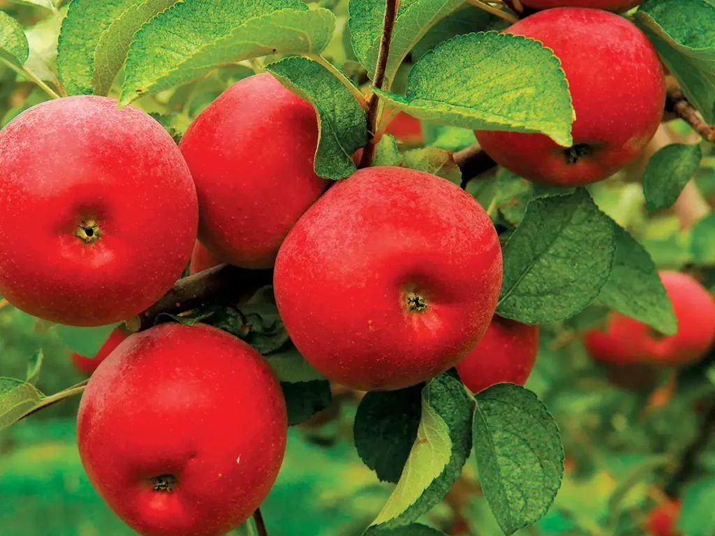 A cluster of red apples hanging from a tree branch.