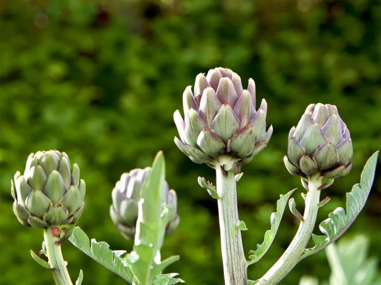 A group of artichokes growing.