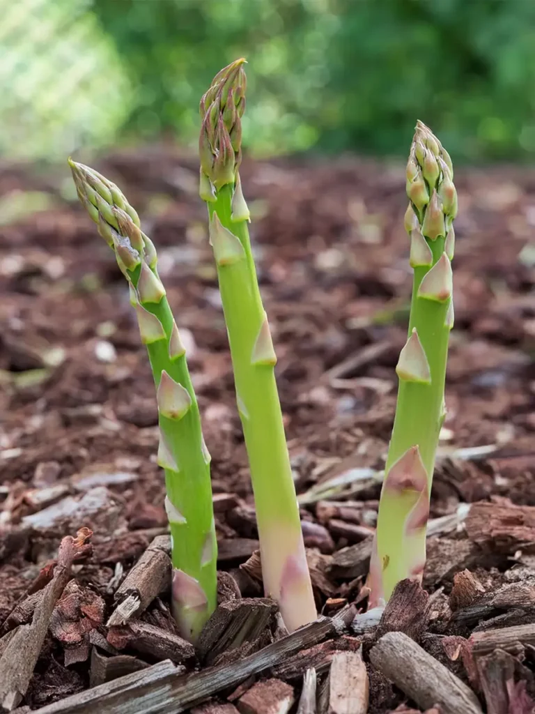 Three asparagus spears protruding through a bed of mulch.