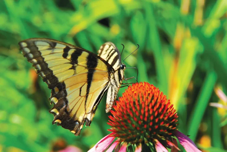 Closeup of a butterfly landing on a flowering bud.