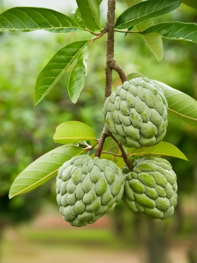 Branch of a cherimoya tree hanging down with three cherimoya.