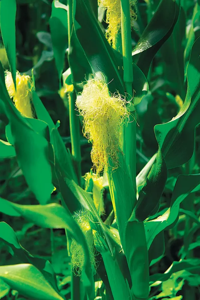Cork stalks with several ears of corn with bright yellow silks coming out the top.