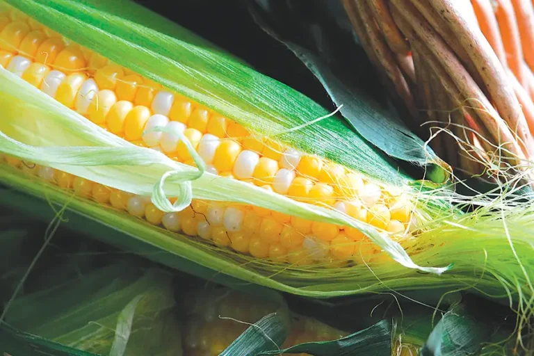 An ear of corn on the cob with the husk pulled back.