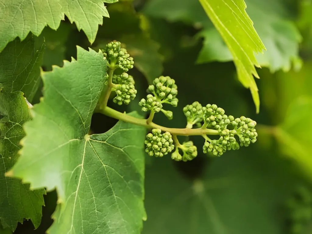 Grapes forming on vines overhead.