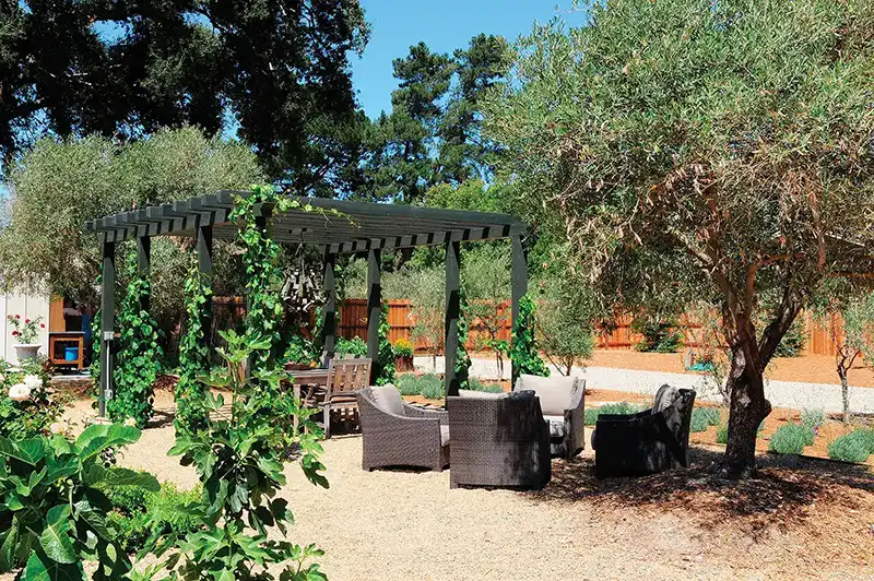 Concord grapes growing on a backyard arbor in Los Alamos.