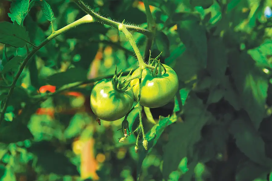 Green tomatoes hanging from a vine.