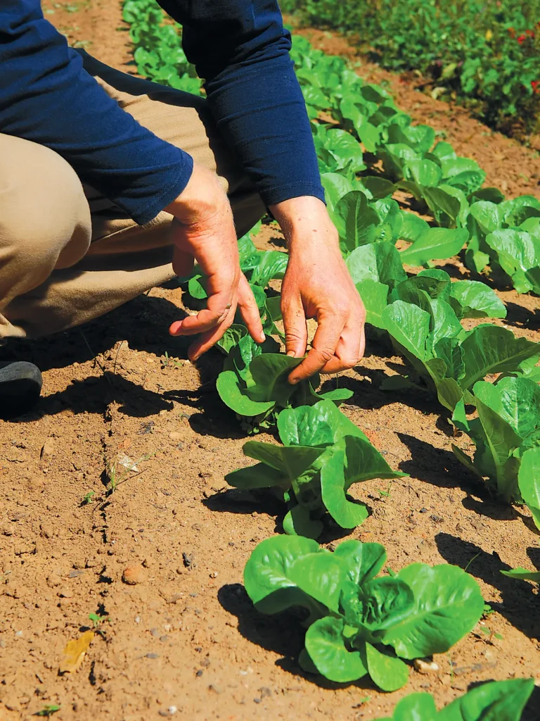 Hands touching young plants in the soil.