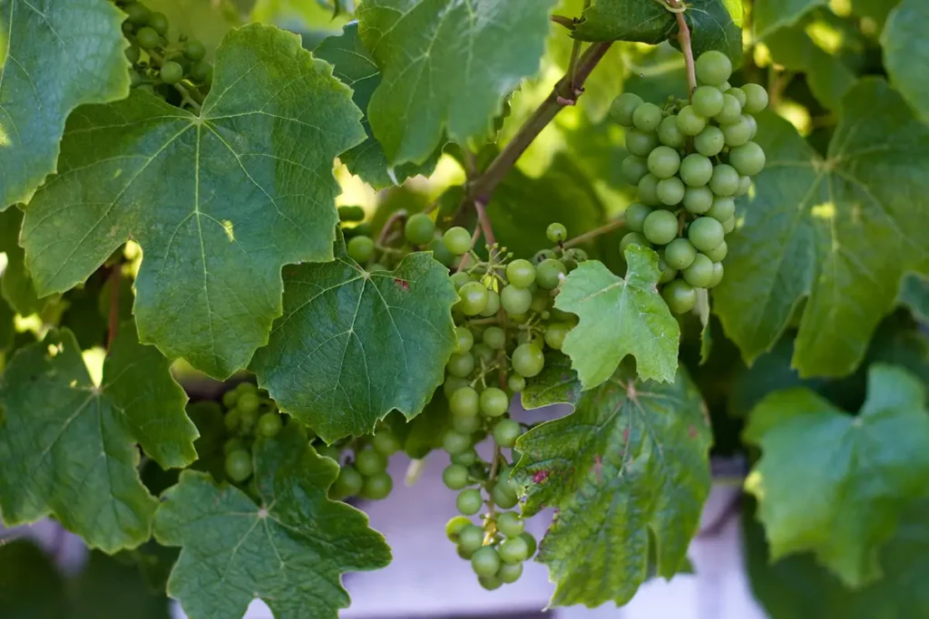 Grapes and grape leaves growing on a grape vine.