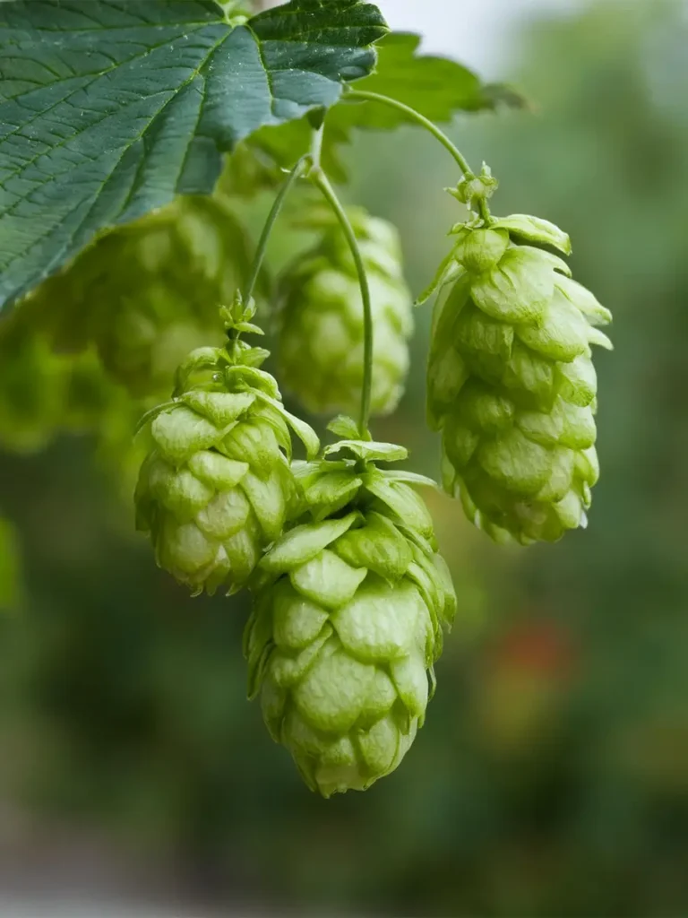 A cluster of hops hanging from a hop vine.