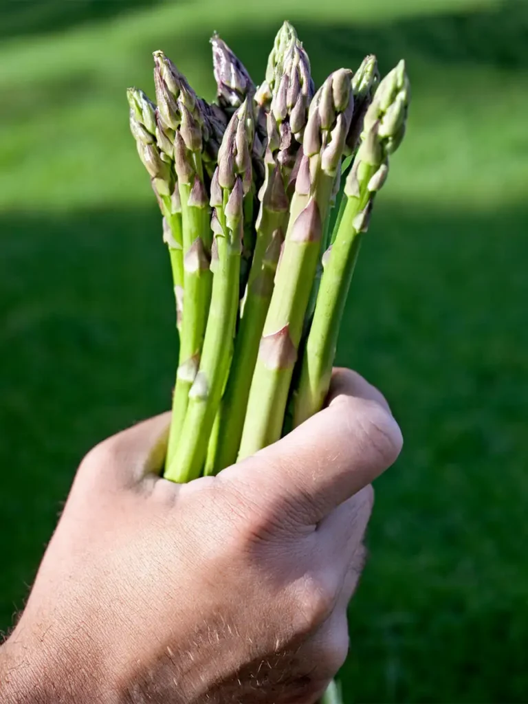 Hand holding a bunch of asparagus.