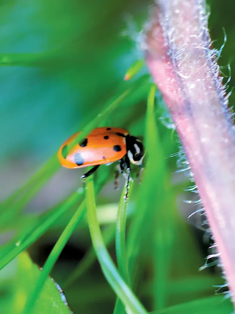 A ladybug sits on a green plant stem.