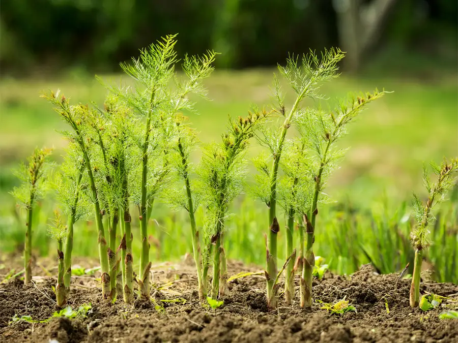 Ferned out asparagus spears in the ground.