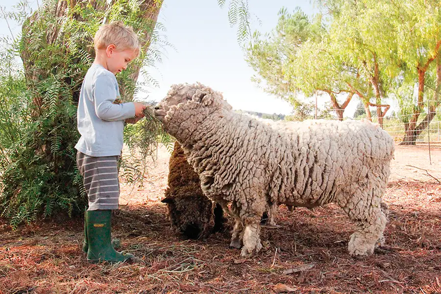 Young boy feeds a wooly sheep.