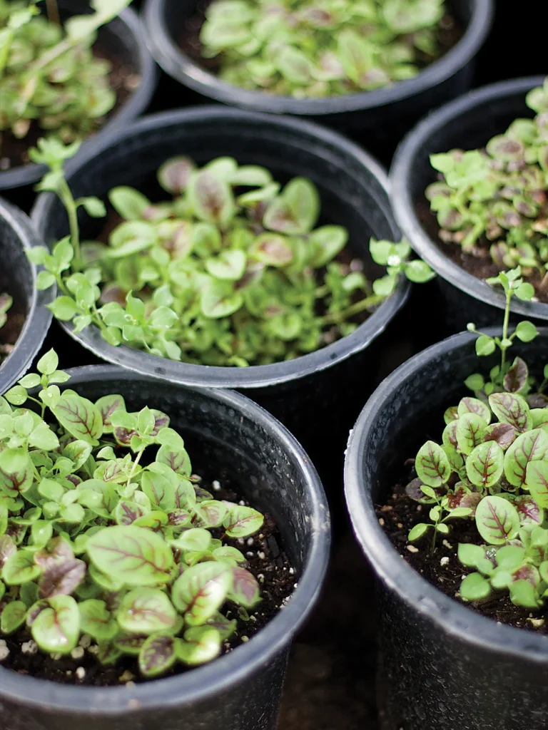 Greens growing in several small pots.