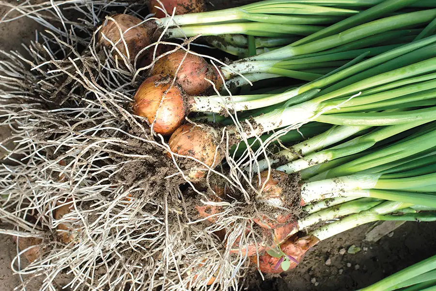 A bunch of onions with their roots and dirt, freshly picked.