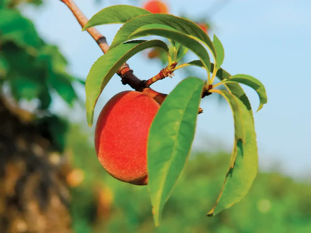 A single peach hanging from a branch.