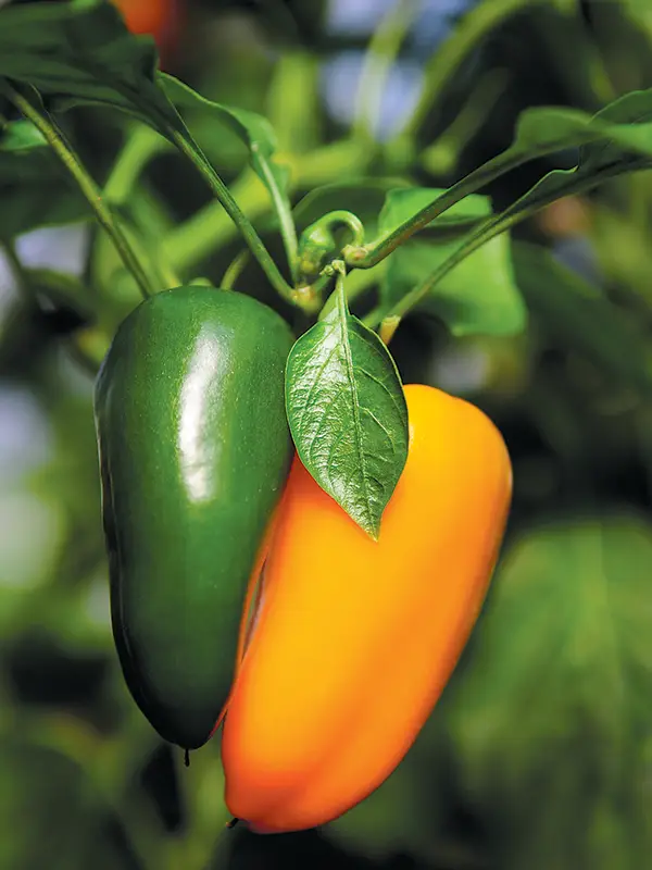 Chile peppers growing in the garden