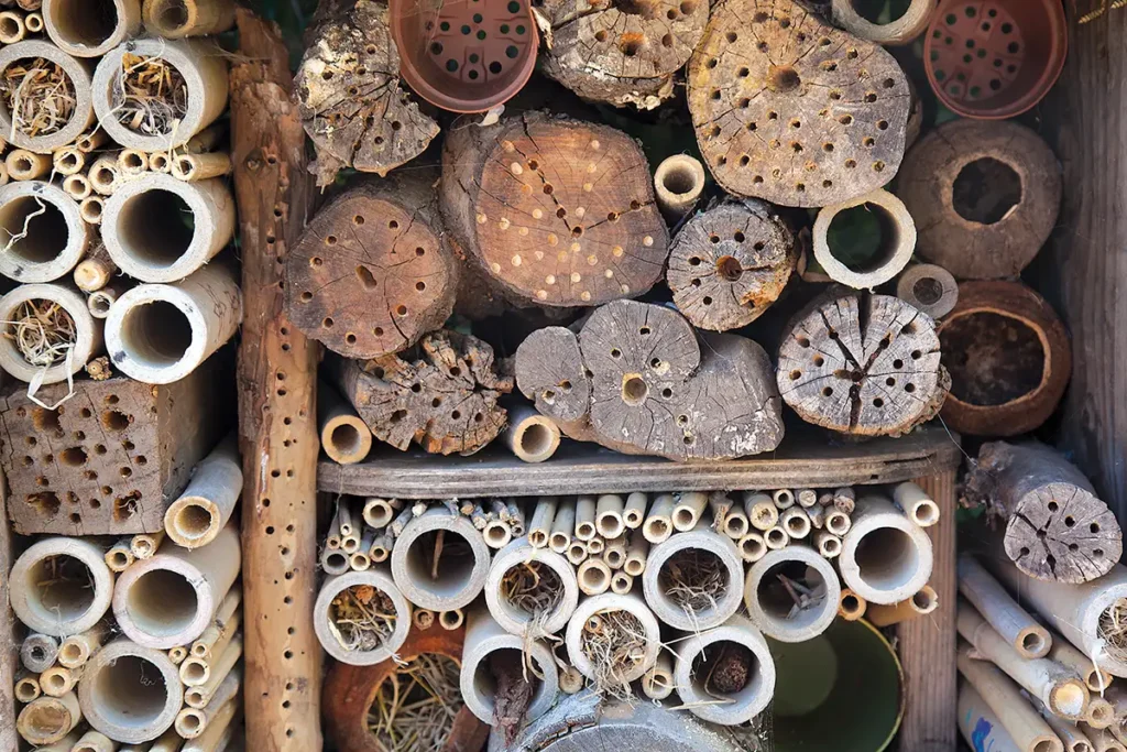 Places for wild bees to nest include groups of narrow, hollow sticks and crevices.