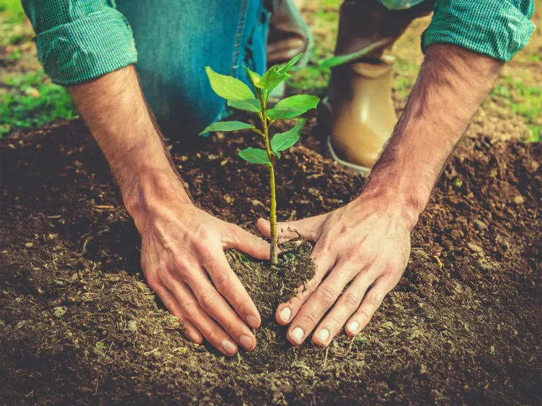 Hands planting a bare root fruit tree in soil.